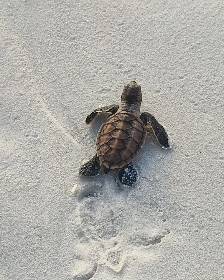 Un piccolo di caretta caretta attraversa la sabbia verso il mare